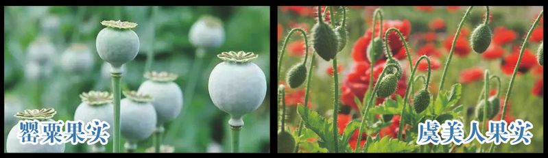 Opium cultivation methods