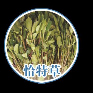 Opium cultivation methods