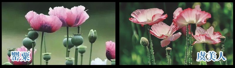 Opium cultivation methods