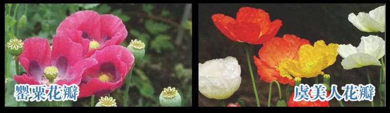 Opium cultivation methods