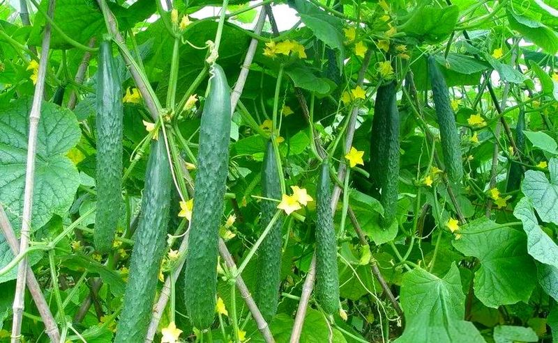 The pickle pickle method