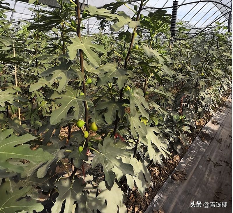 无花果种植技术视频