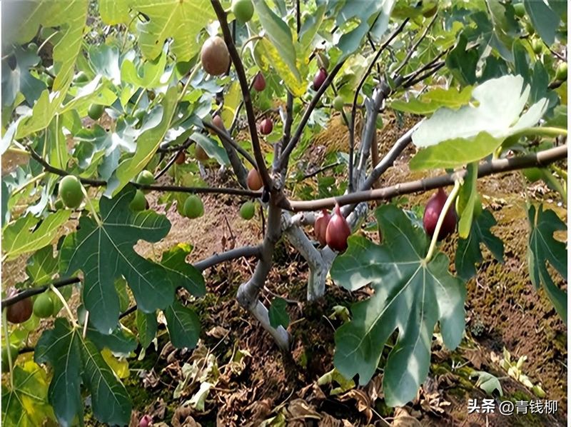 无花果种植技术视频