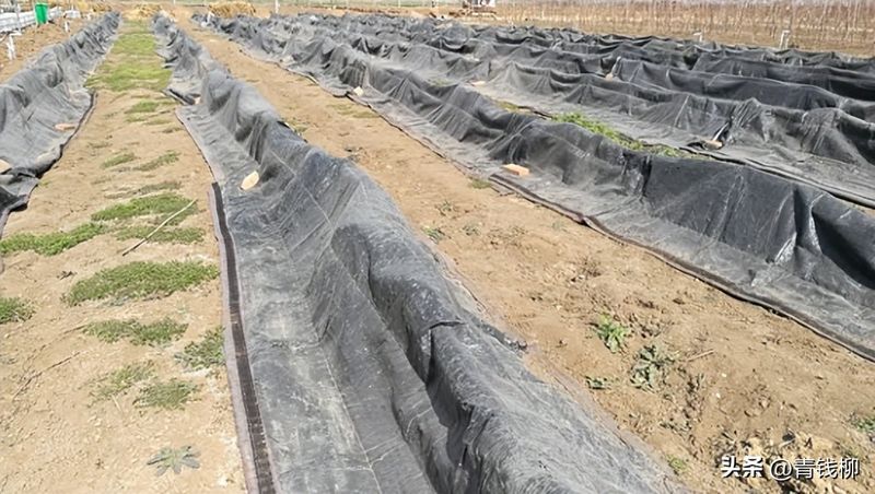 无花果种植技术视频