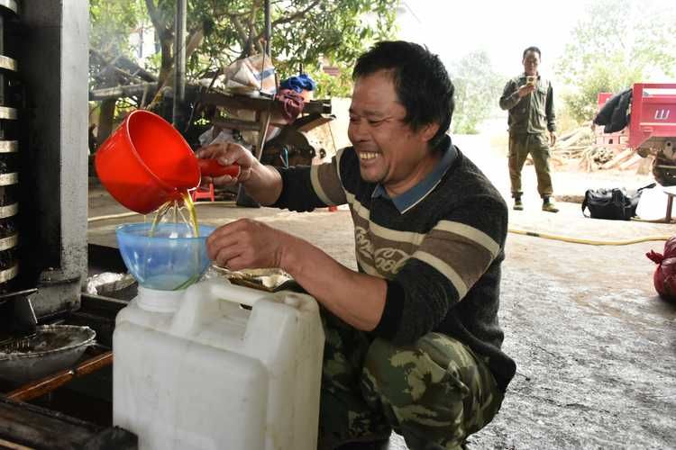 广西茶油果多少钱一斤