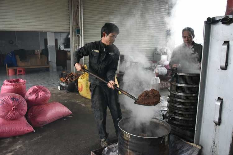 广西茶油果多少钱一斤