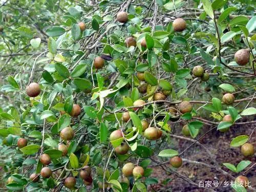 广西茶油果多少钱一斤
