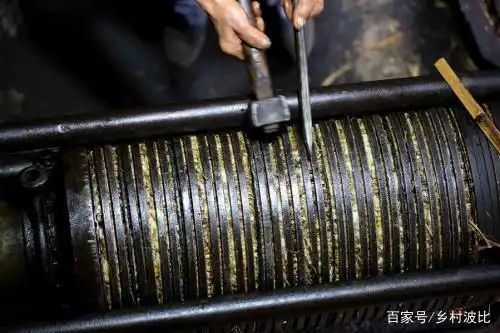 广西茶油果多少钱一斤