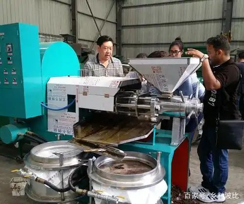 广西茶油果多少钱一斤