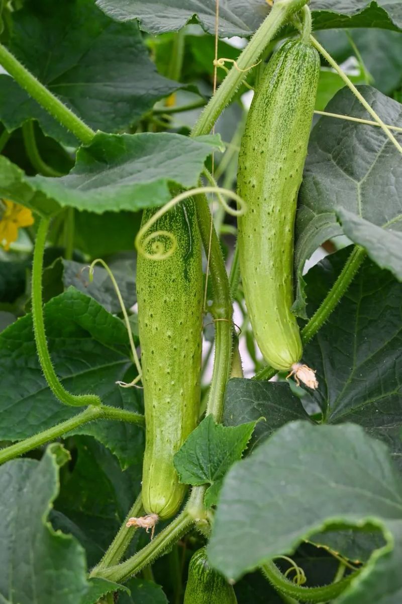 黄瓜咸菜腌制方法