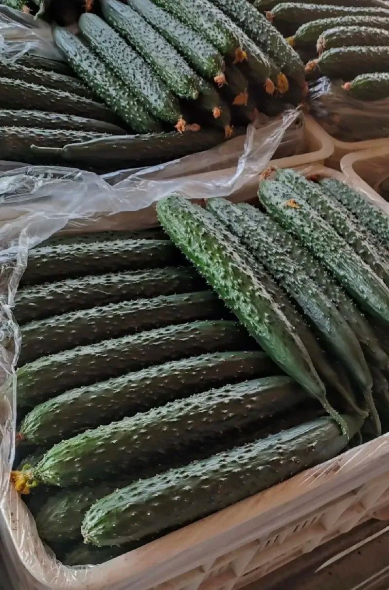 黄瓜咸菜腌制方法