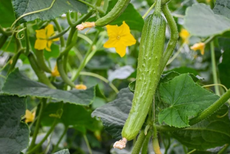 黄瓜咸菜腌制方法