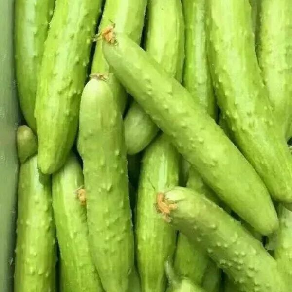 黄瓜咸菜腌制方法