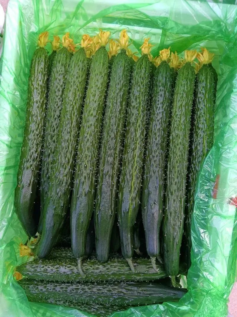 黄瓜咸菜腌制方法