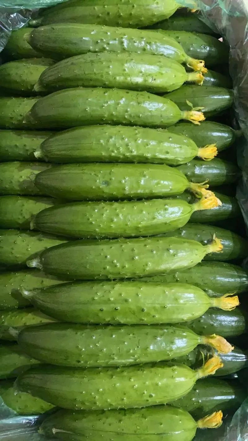黄瓜咸菜腌制方法