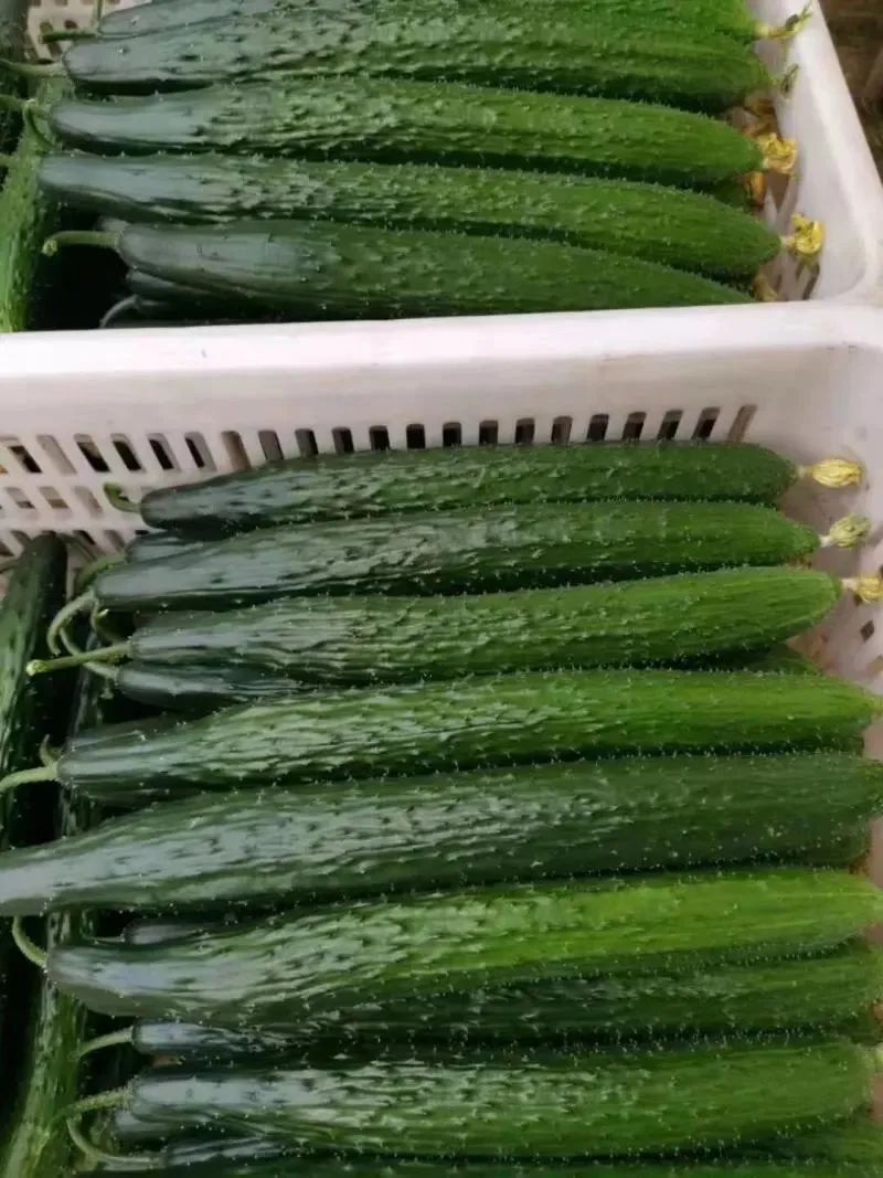 黄瓜咸菜腌制方法