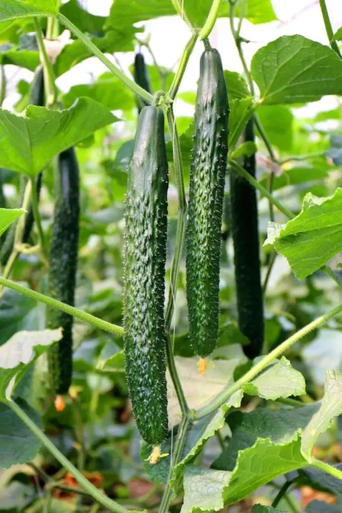 黄瓜咸菜腌制方法