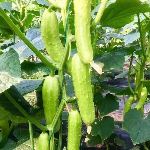 黄瓜咸菜腌制方法