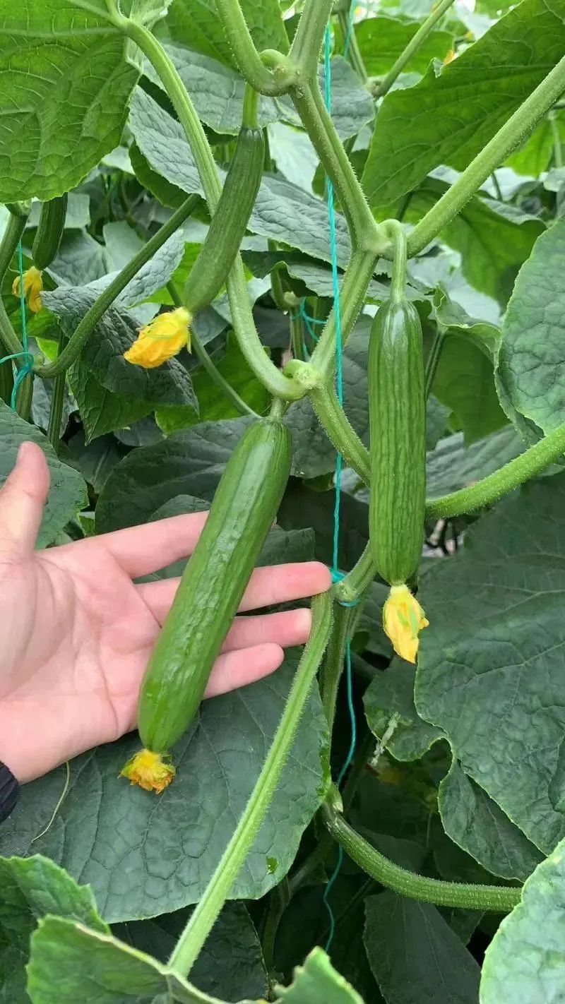 黄瓜咸菜腌制方法