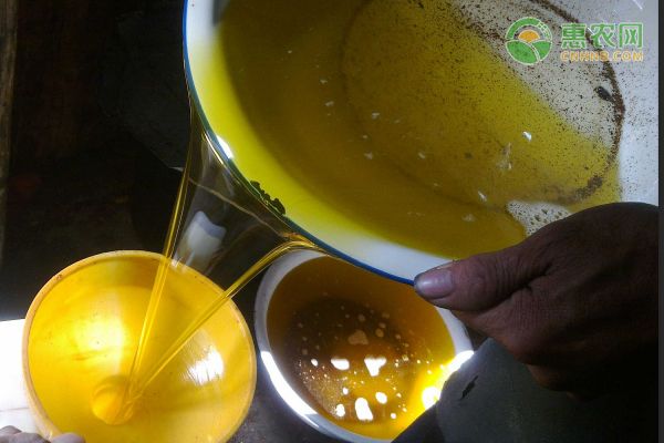 广西茶油果多少钱一斤