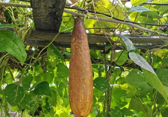 The pickle pickle method