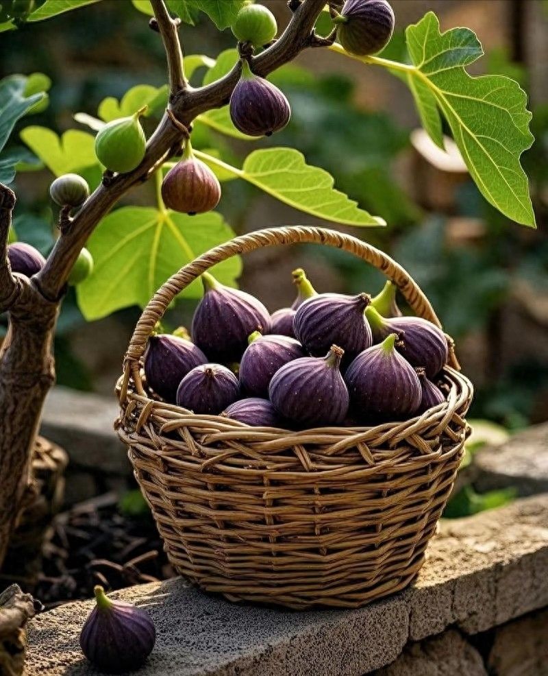Videos of figs growing technology