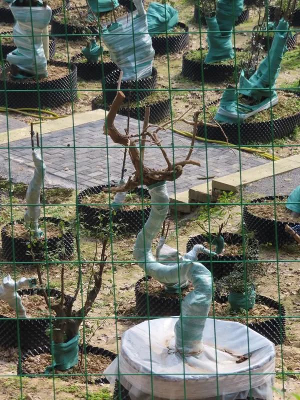 Videos of figs growing technology