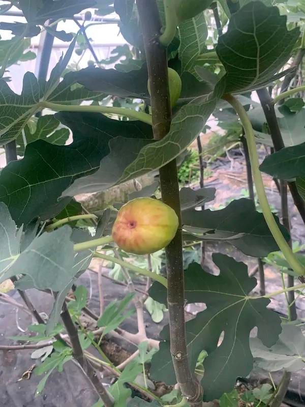 Videos of figs growing technology