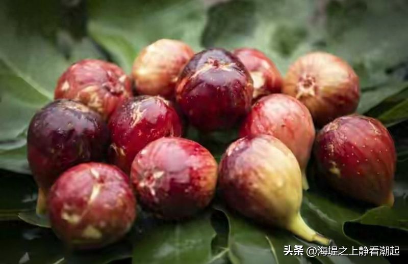 Videos of figs growing technology