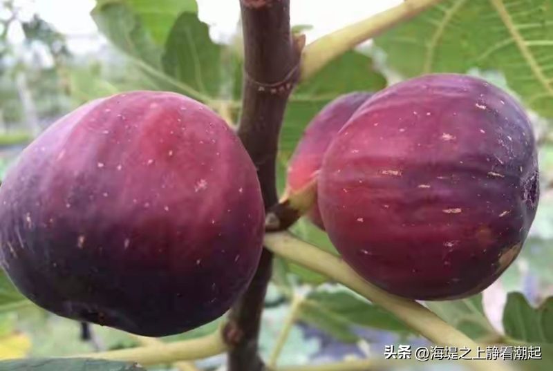 Videos of figs growing technology