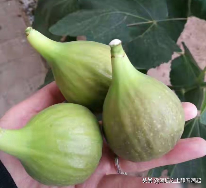 Videos of figs growing technology