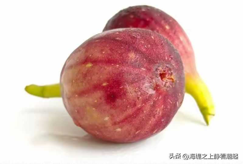 Videos of figs growing technology