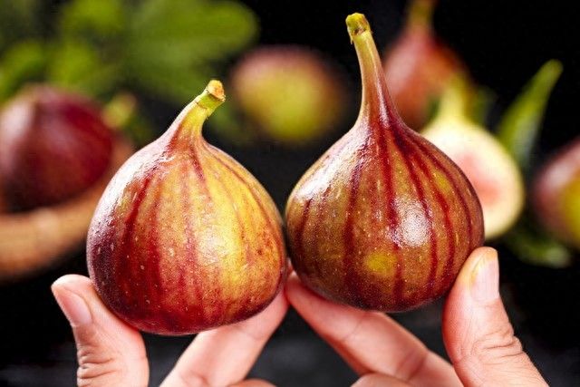 Videos of figs growing technology