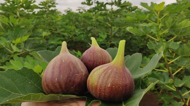 Videos of figs growing technology