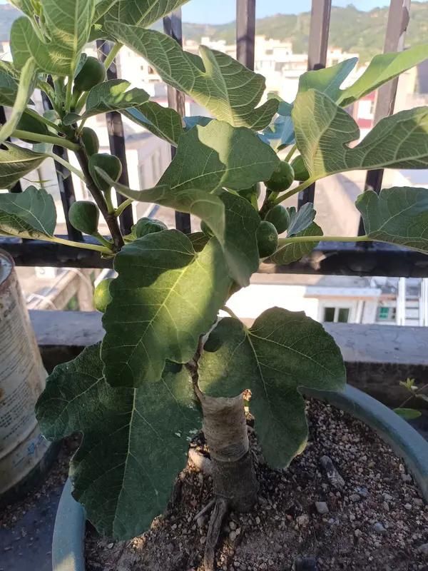 Videos of figs growing technology