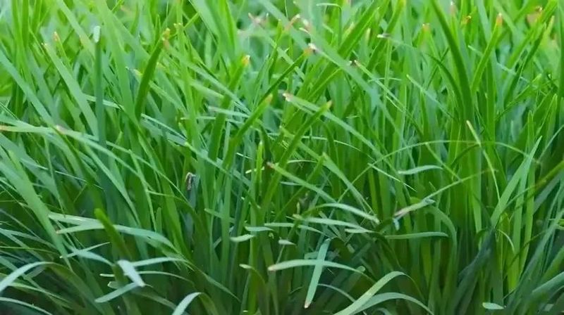 芹菜重茬地种植技术