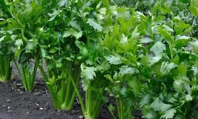 芹菜重茬地种植技术