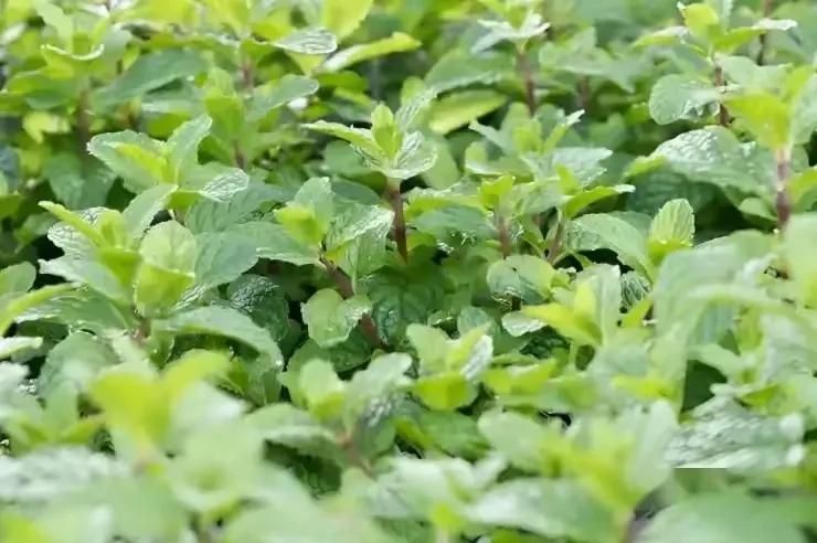 芹菜重茬地种植技术