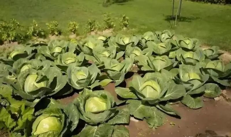 芹菜重茬地种植技术