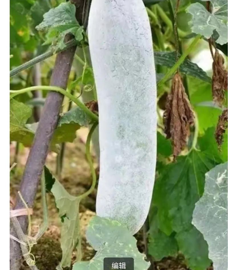 芹菜重茬地种植技术