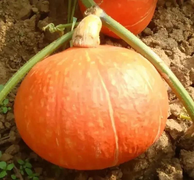 芹菜重茬地种植技术