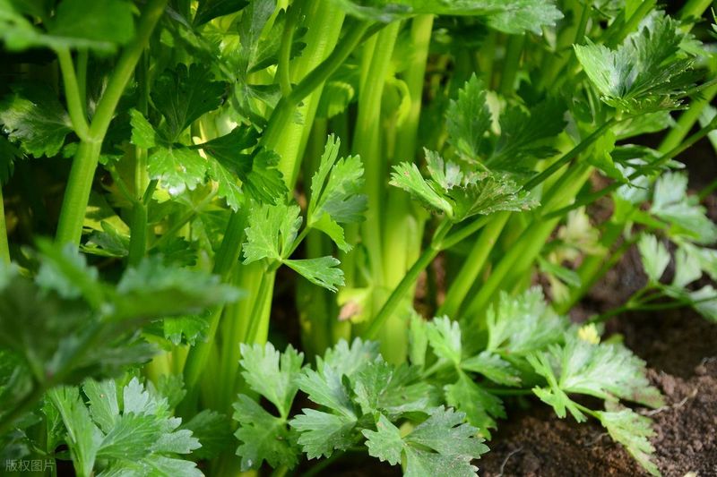 Celery replanting techniques