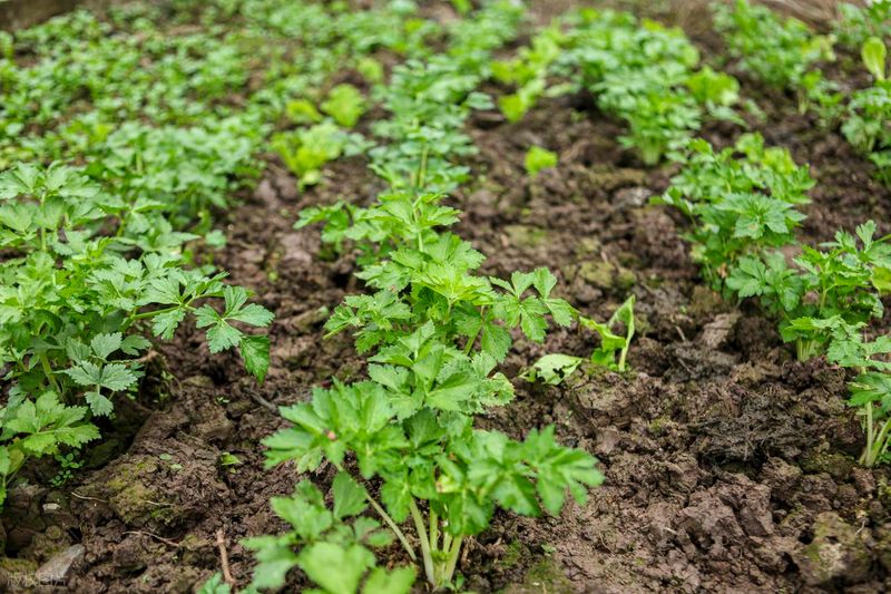 Celery replanting techniques