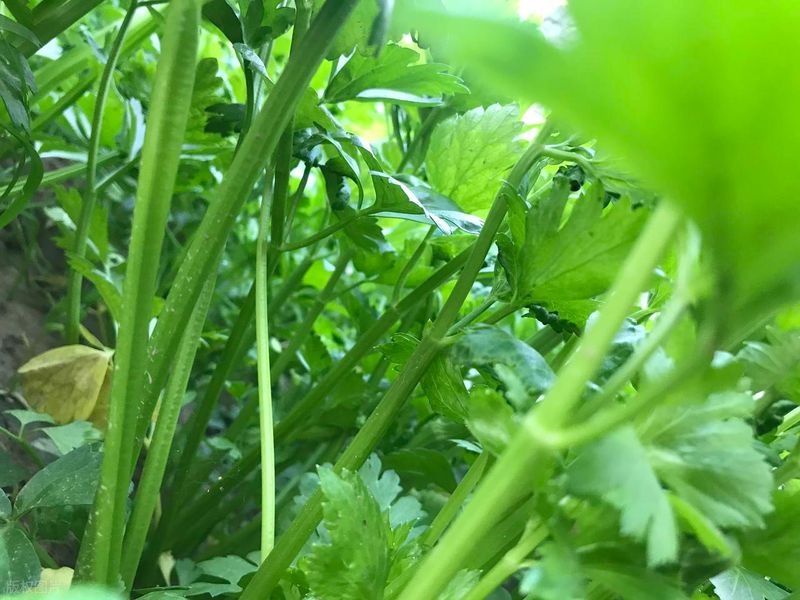 Celery replanting techniques