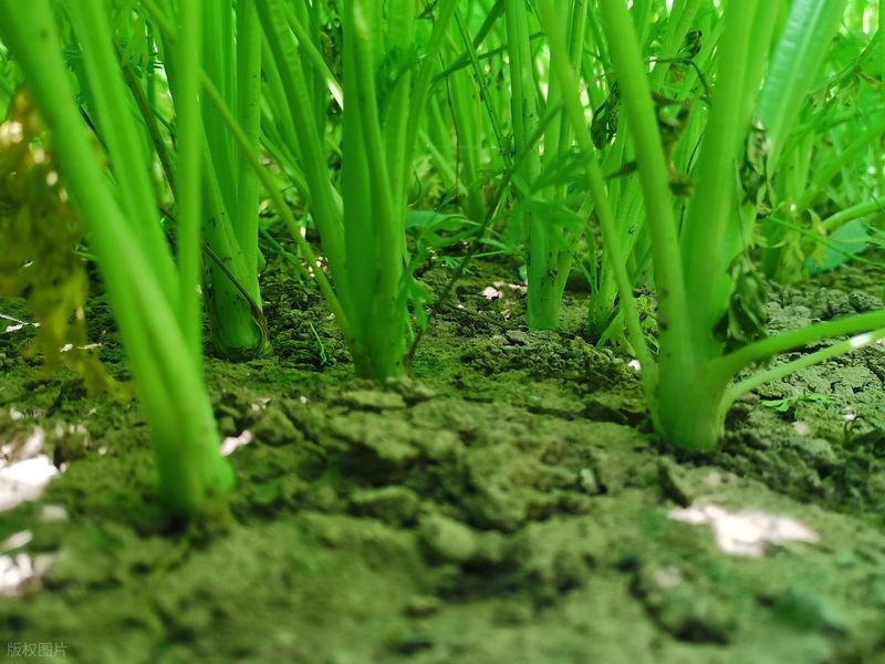 Celery replanting techniques