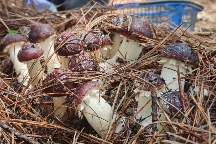 The method of growing mushrooms