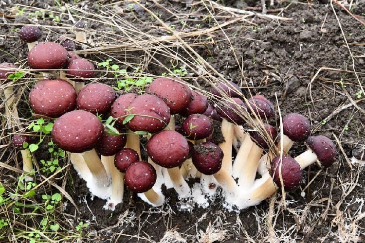 The method of growing mushrooms