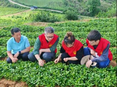 太子参种植技术视频