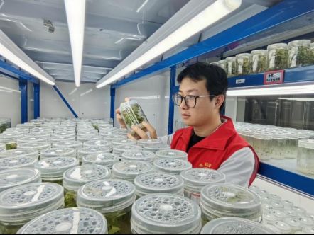 太子参种植技术视频