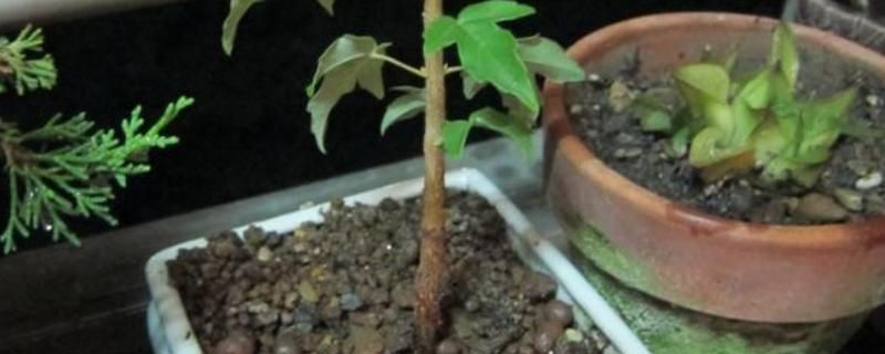 三角枫种植技术